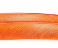 Nature's Spirit Turkey Biot Quills - Funky Fly Tying 28 Nature's Spirit Turkey Biot Quills - Funky Fly Tying -Fishing Accessories Store Natures Spirit Turkey Biot Quills Rusty Spinner