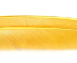 Nature's Spirit Turkey Biot Quills - Funky Fly Tying 24 Nature's Spirit Turkey Biot Quills - Funky Fly Tying -Fishing Accessories Store Natures Spirit Turkey Biot Quills Tannish Yellow