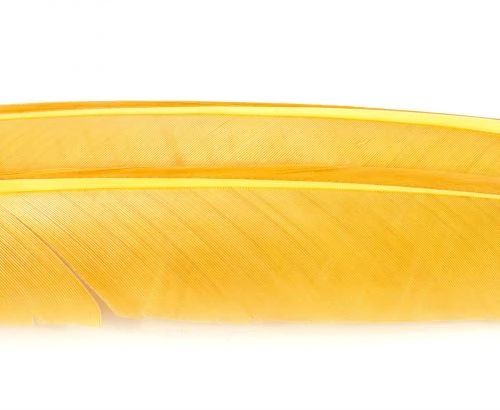 Nature's Spirit Turkey Biot Quills - Funky Fly Tying 5 Nature's Spirit Turkey Biot Quills - Funky Fly Tying - Image 3