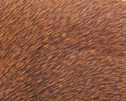 Polish Quills Winter Roe Deer - Funky Fly Tying -Fishing Accessories Store Polish Quills Winter Roe Deer Orange