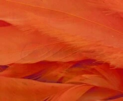 Whiting 1/4oz Loose Pack Of Schlappen - Funky Fly Tying -Fishing Accessories Store Whiting 1 4oz Loose Pack of Schlappen Dyed Orange 1 1