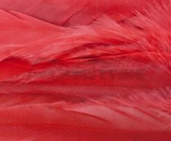 Whiting 1/4oz Loose Pack Of Schlappen - Funky Fly Tying -Fishing Accessories Store Whiting 1 4oz Loose Pack of Schlappen Dyed Red 1 1