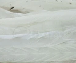 Whiting 1/4oz Loose Pack Of Schlappen - Funky Fly Tying -Fishing Accessories Store Whiting 1 4oz Loose Pack of Schlappen White 1