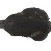 Whiting 4 B's Hen Cape - Funky Fly Tying -Fishing Accessories Store Whiting 4B Hen Neck Capes Black
