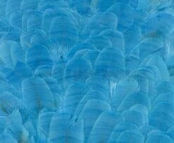 Whiting American Hen Saddles - Funky Fly Tying 17 Whiting American Hen Saddles - Funky Fly Tying -Fishing Accessories Store Whiting American Hen Saddles Kingfisher Blue 1