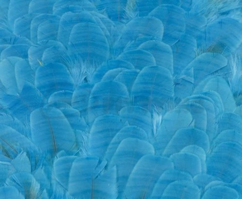 Whiting American Hen Saddles - Funky Fly Tying 7 Whiting American Hen Saddles - Funky Fly Tying - Image 5